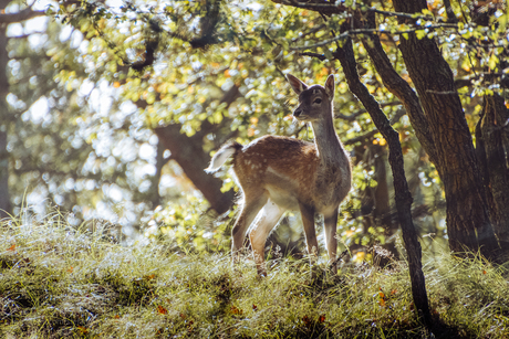 Bambi in het bos