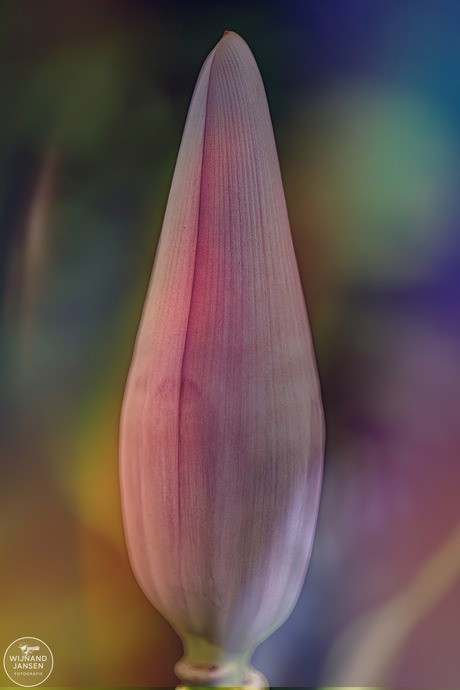 The banana flower