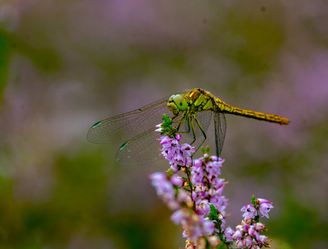 Nogmaals de glazenmaker op bloeiende heide