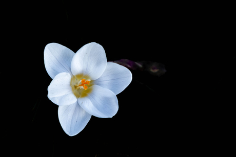 Narcis met zwarte achtergrond