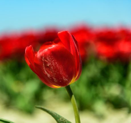 Tulpenveld in Valom, Groningen