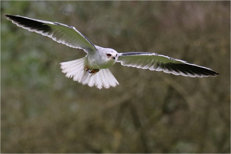 grijze wauw in volle vlucht