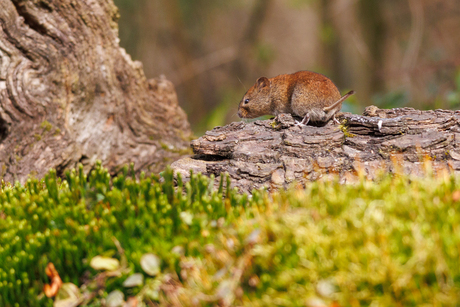 Dagje fotograferen in de bossen van Overijssel