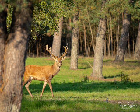 Jong edelhert in de avondzon