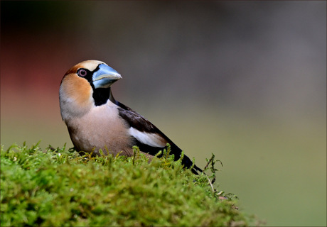 De eerste van dit seizoen