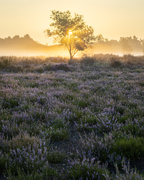 Mechelse heide