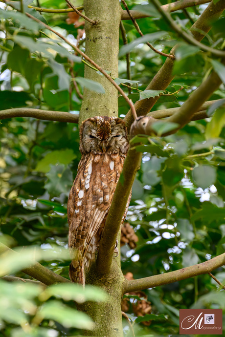 Ik knijp 'n oogje toe