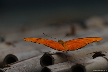 Oranje passiebloemvlinder