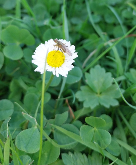 Madeliefje met vlieg in polderpark Cronesteyn.