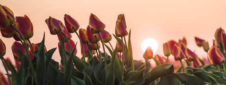 Tulpen bij zonsondergang