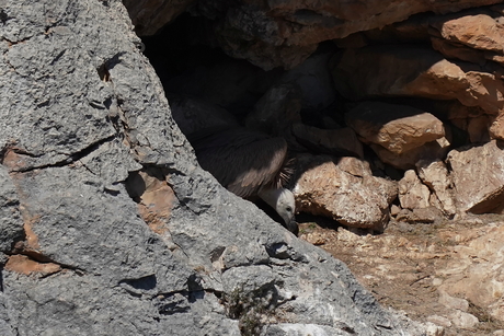 Vale Gier, Gorges du Verdon