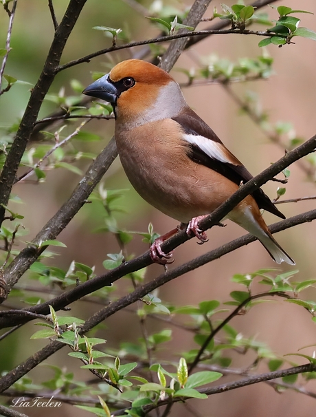 Appelvink 