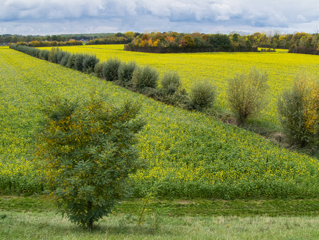 Koolzaadveld met bomen in herfstkleuren, Borgharen
