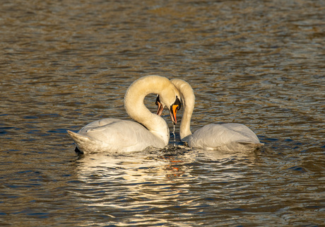 Knobbelzwanen
