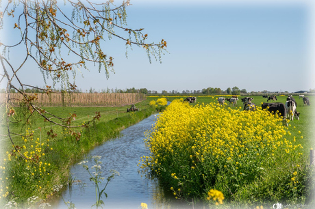 Hollands plaatje