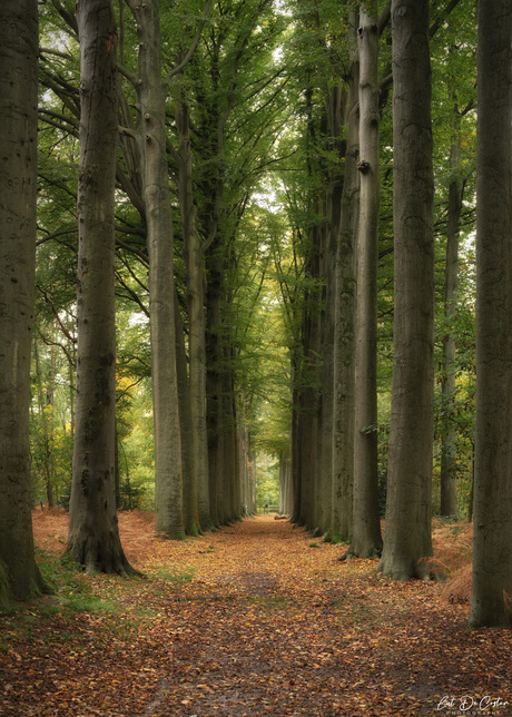 Beginnende herfstkleuren