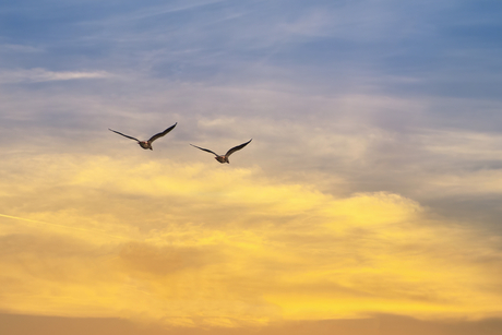 Twee vogels en een oranje lucht