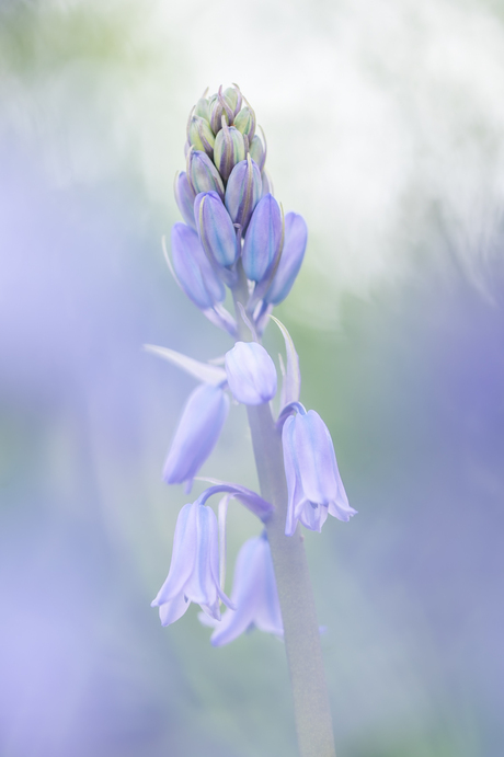 Bluebells