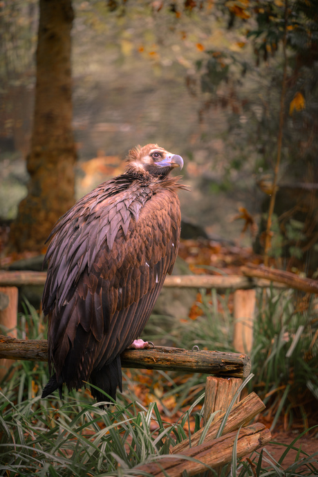 Herfst in de dierentuin 