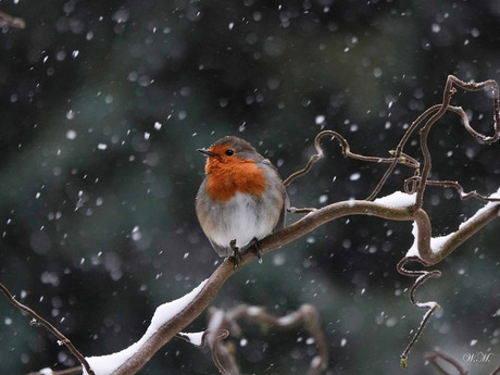 Roodborstje in de sneeuw!