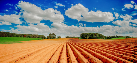 Aardappelveld