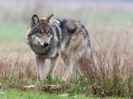 Wolf in de winter