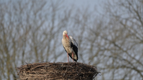 Laat de lente maar komen 