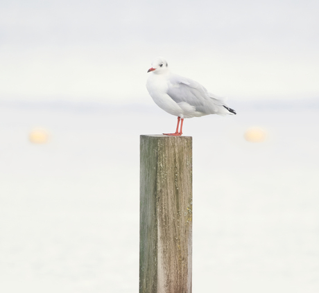 Kokmeeuw, op een paaltje in het Markermeer