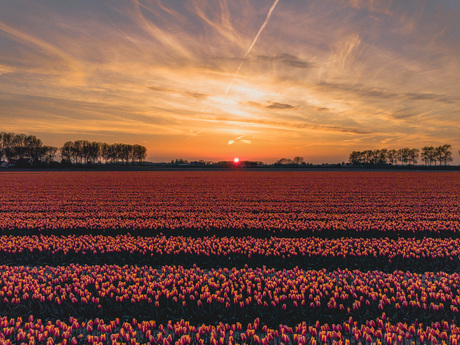 Het tulpenveld tijdens zonsondergang