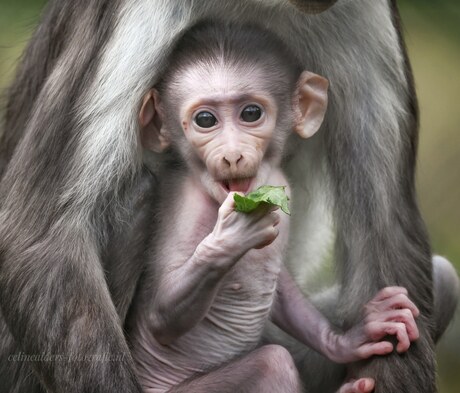 Schattige Witkruinmangabey 