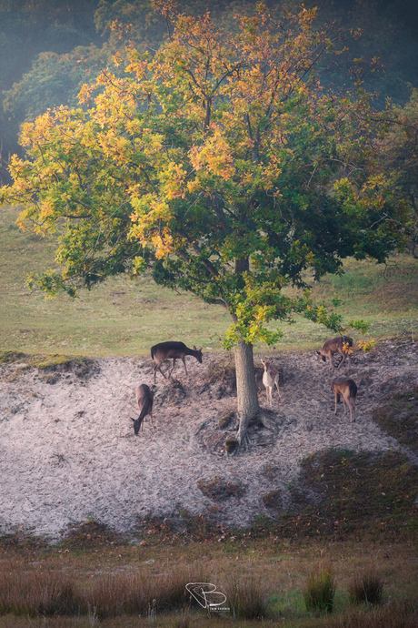 Herfst in natuurgebied Oranjezon