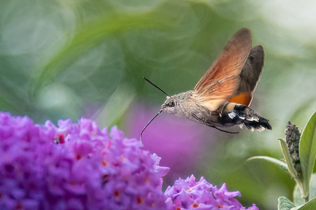 Kolibrievlinder op vlinderstruik