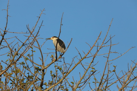Vogel