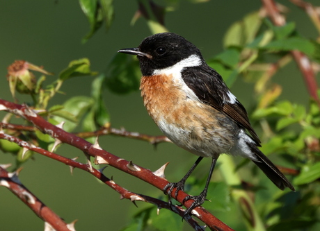 roodborst tapuit