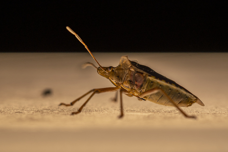 Roodpootschildwants macro