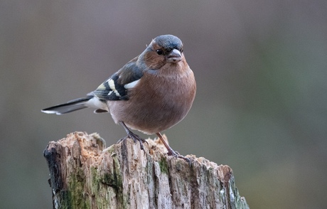 Vink op boomstronk.