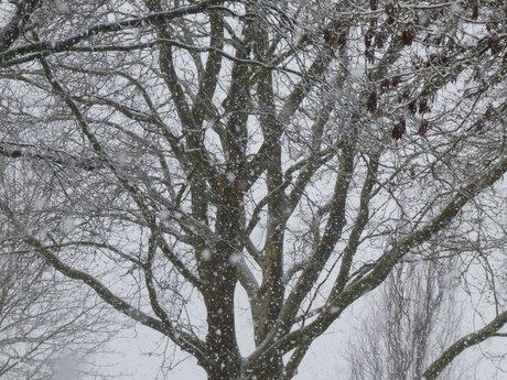 De derde dag sneeuw 4