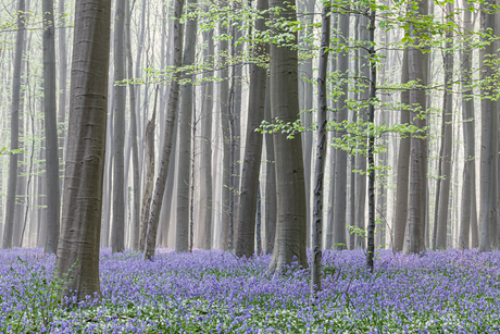 Hallerbos