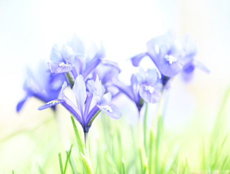 Intens blauw
