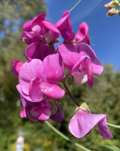 Lathyrus