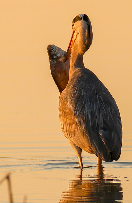 Blauwe Reiger in het laatste avondlicht