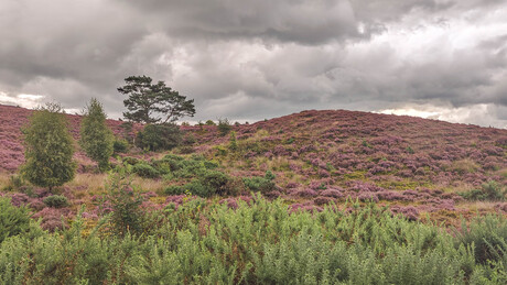 De heuveltjes van erica