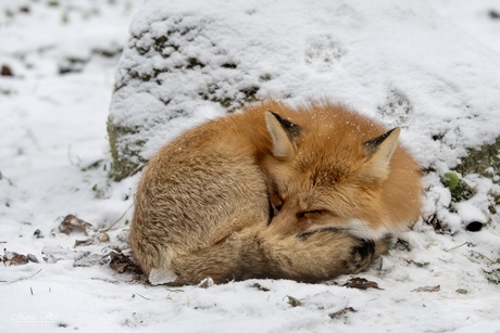 Vos in de sneeuw