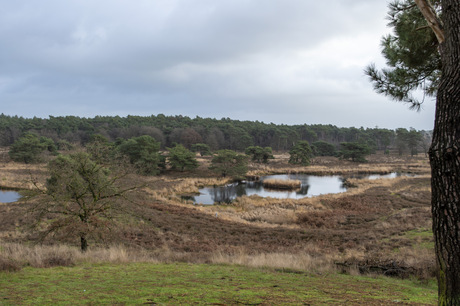 Natuurgebied in Afferden