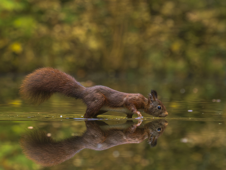 Eenhoorn weerspiegeld