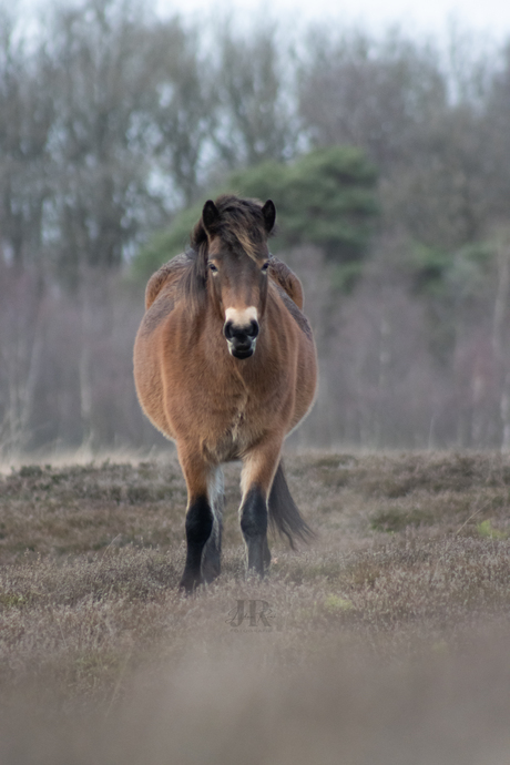 Wild paard