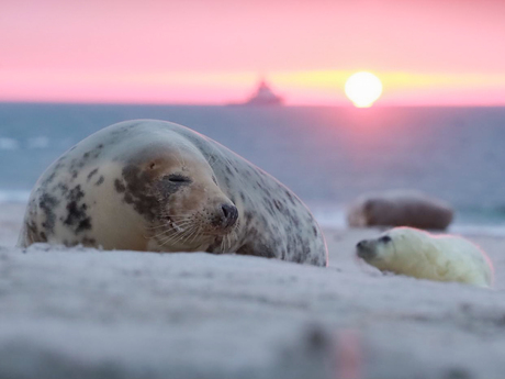 Grijze zeehond met jong bij zonsopkomst . 