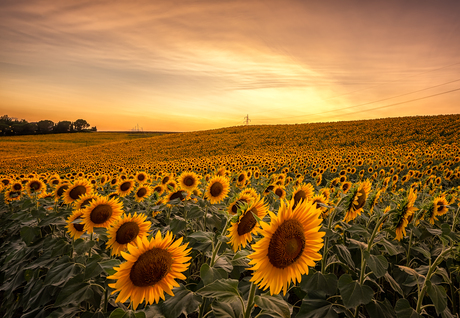 Sunflowers