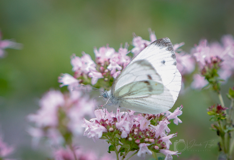 Een geaderde koolwitje 