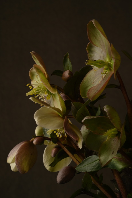 Mijn favoriete winterplant, de helleborus